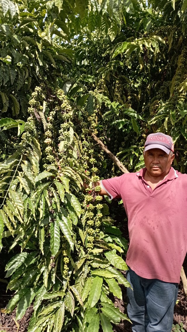 Prefeitura realiza acompanhamento de mudas de café recebidas pelos produtores Rurais através do programa plante mais do governo do estado de Rondônia.